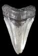 Serrated, Juvenile Megalodon Tooth - South Carolina #37644-1